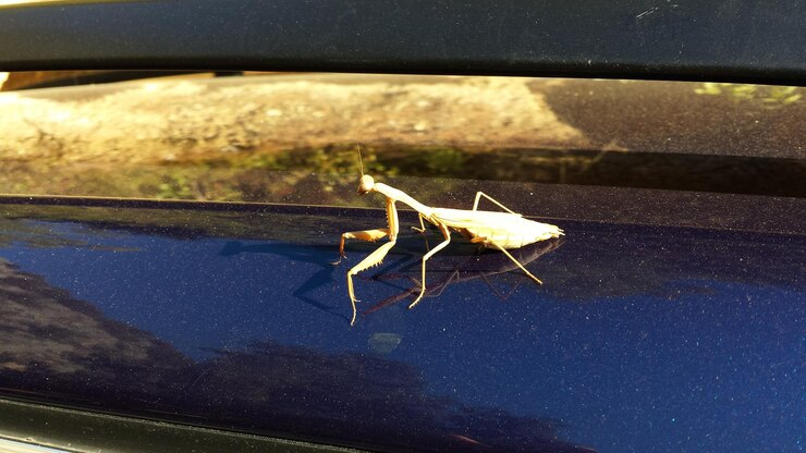 this image show a How to Get Rid of Ants in Car
