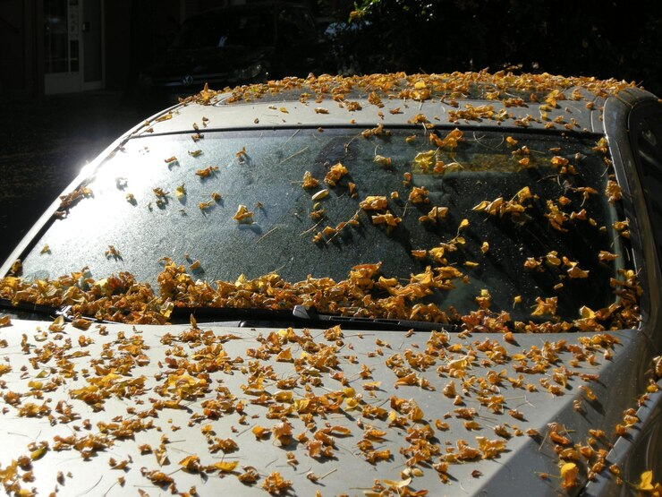 This image shows a How to Get Sap Off Car: Effective Methods for Safe Removal